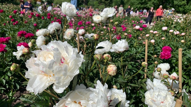 Peonies in Bloom 