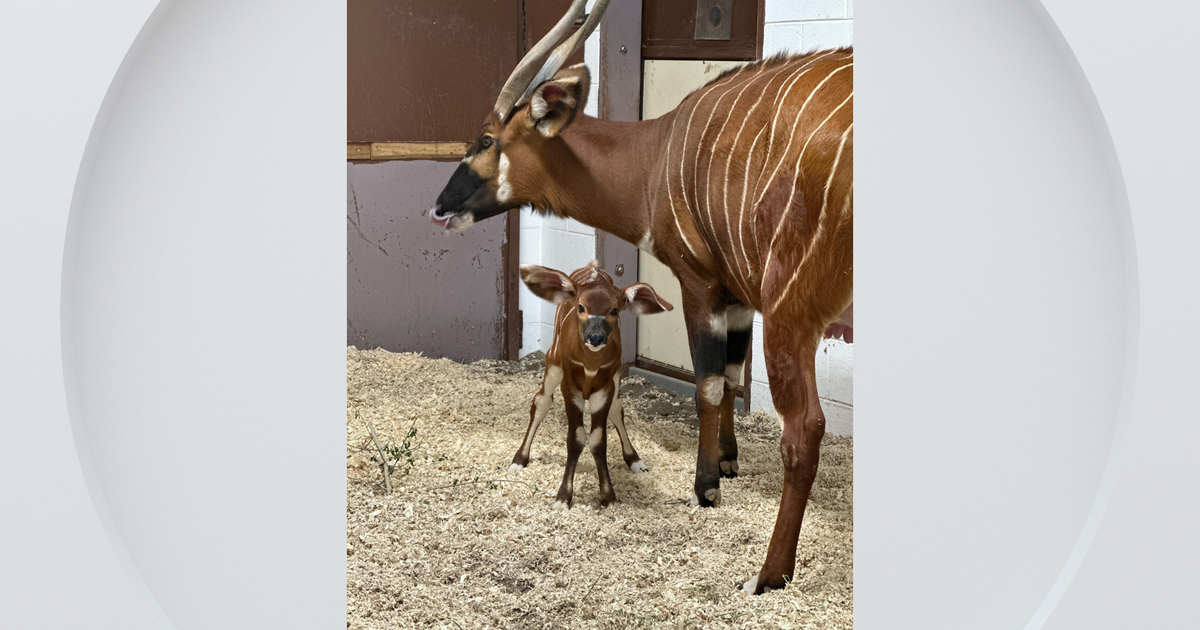 Denver Zoo Conservation Alliance celebrates birth of new Bongo