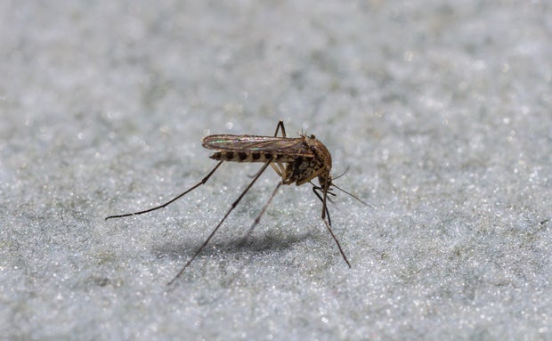 Common mosquito Culex pipiens resting on a light surface in a natural setting during the warm season