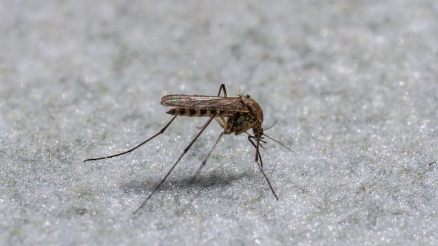 Common mosquito Culex pipiens resting on a light surface in a natural setting during the warm season 
