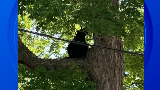 bear-in-tree-slider.jpg 