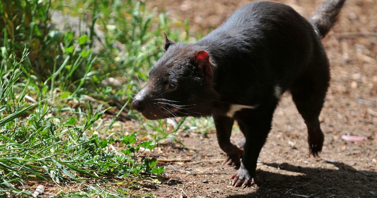 Endangered Tasmanian devil named Mary escapes wildlife park