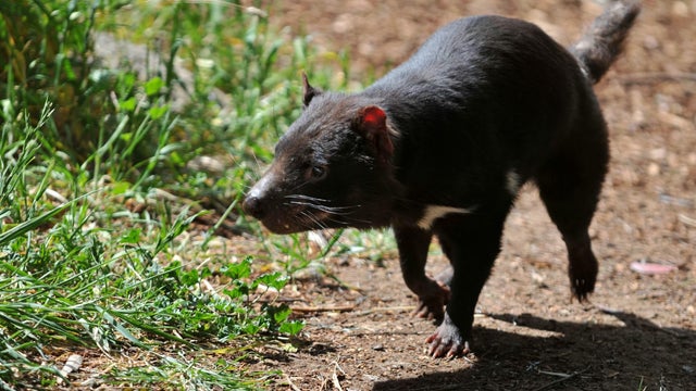 AUSTRALIA-TASMANIA-TASMANIAN DEVIL 