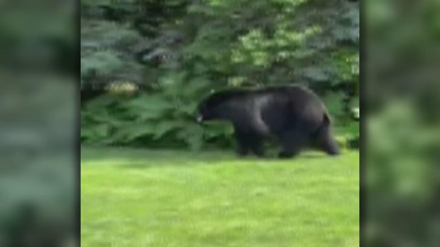 edina-bear-lee-bottem.jpg 