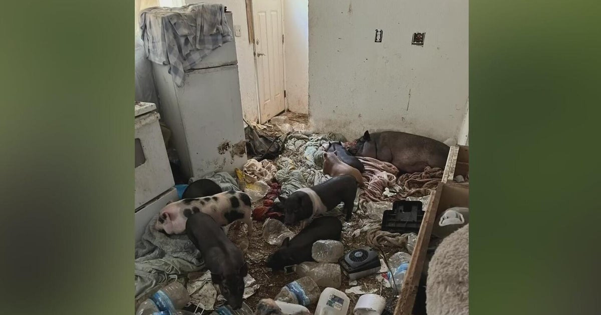 Over 50 pigs found at Pennsylvania home after neighbors complain about ...