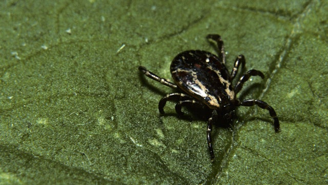 Wood Tick, Dermacenter sp, Rice County, Minnesota, USA 