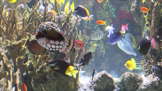neaq-fish.jpg 