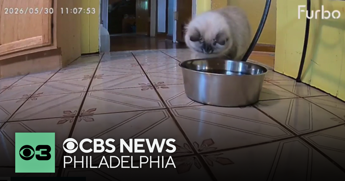 Decoding your cat's behavior | Pet Project