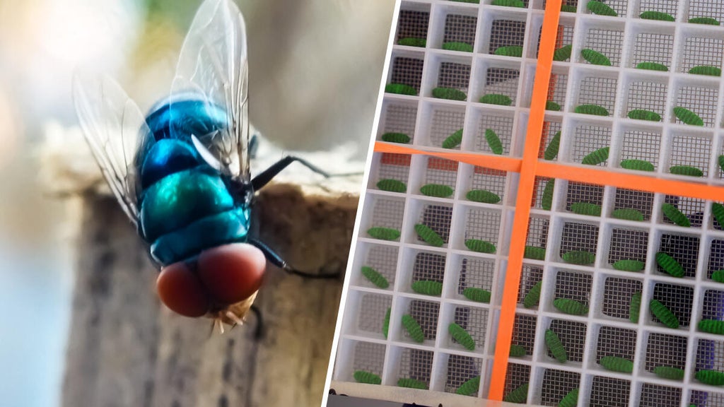 Flesh-eating New World screwworm sparks emergency action in Florida after parasite reaches Texas