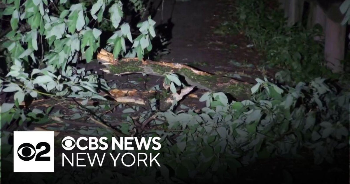Saturday storm leaves downed trees and damaged cars throughout the NYC area