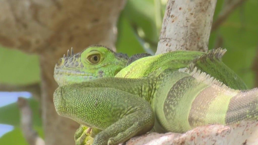 Iguana invasion returns to South Florida after freeze: Homeowners struggle with damage