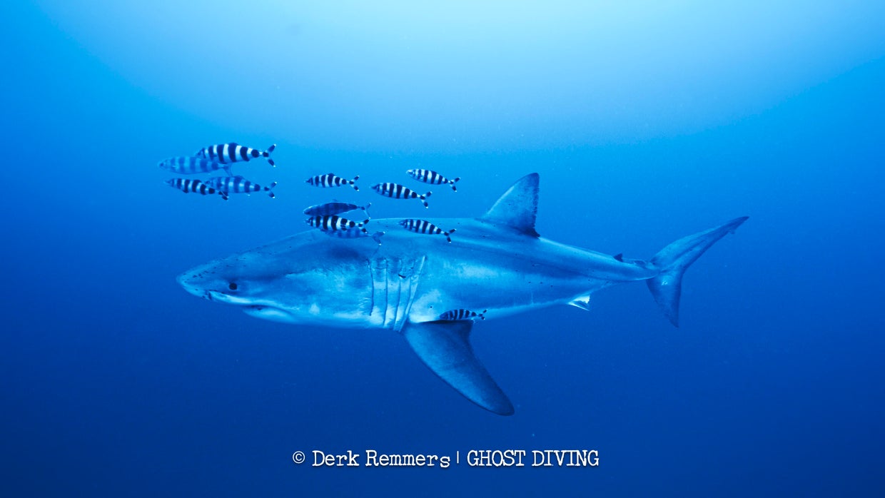 Great white shark captured on video in Mediterranean in rare sighting ...