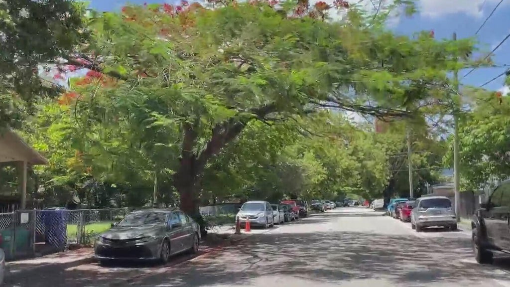 Fight to preserve Miami's precious tree canopy gaining momentum