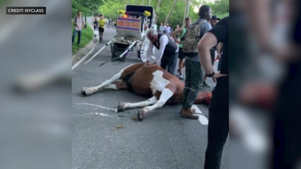 A horse lays on its side on the ground near a carriage