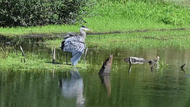 bird-1.jpg 