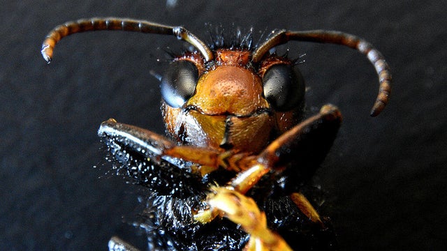 The ventral view of Asian hornet queen 