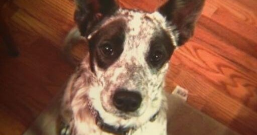 Pet owner warns others about fine print in Banfield wellness plan after dog's de...