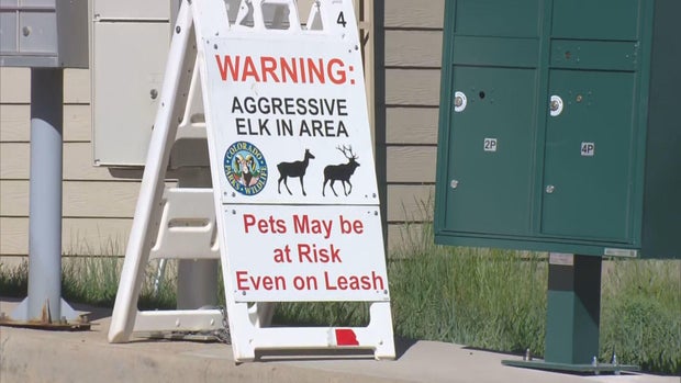 aggressive-elk-6pkg-transfer-frame-1417.jpg