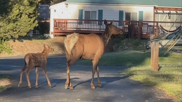 aggressive-elk-6pkg-transfer-frame-1840.jpg