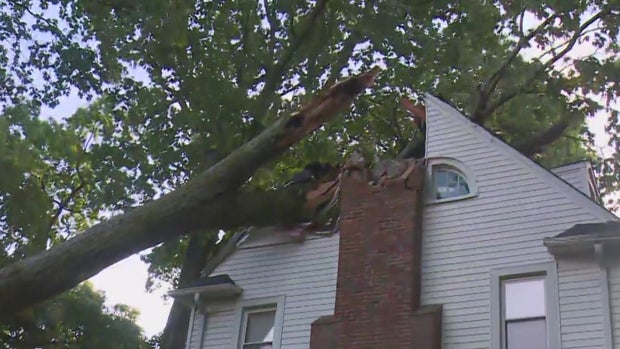 tree-damage-dearborn-slider.jpg