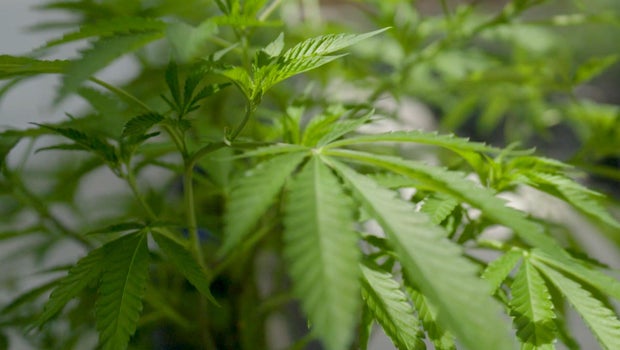 10 people arrested in alleged large-scale drug trafficking ring in Pennsylvania