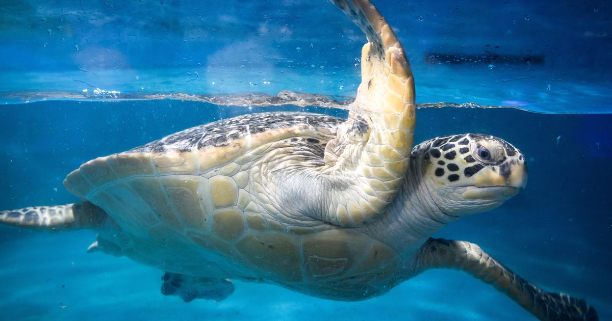 "Spy turtles" and "spy fish" prowling China's waters, Beijing claims