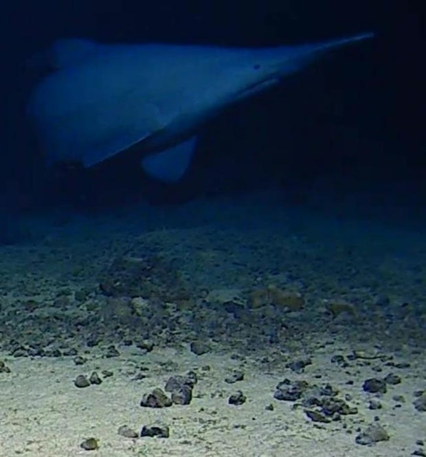 Goblin shark seen alive in natural deep-sea habitat for the first time
