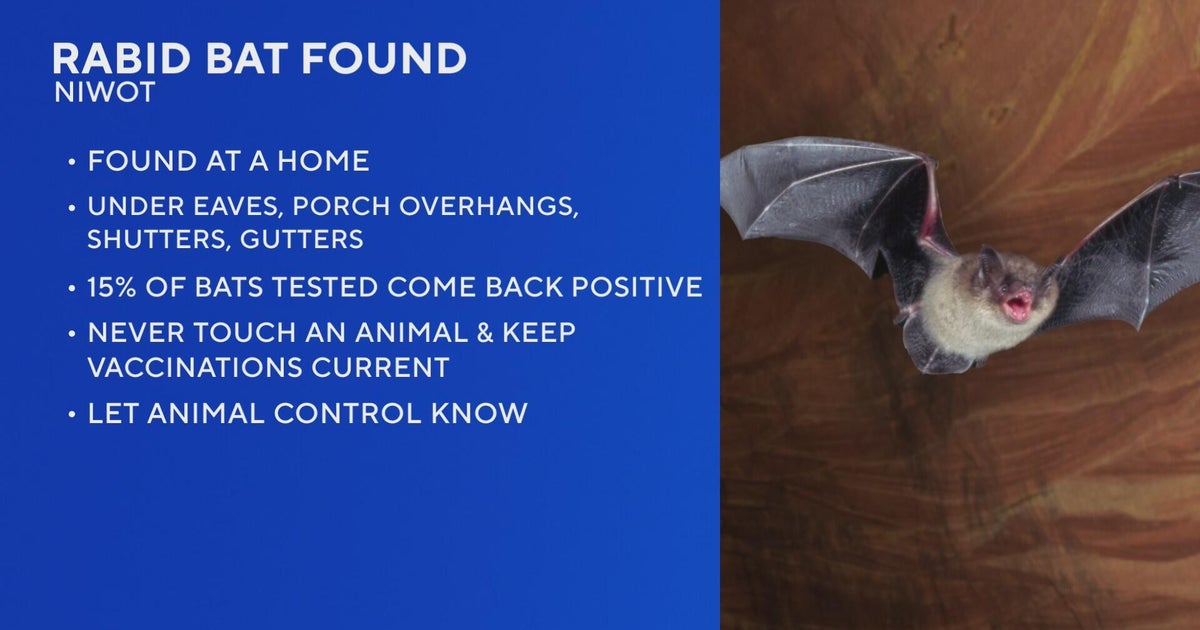 Bat found at Colorado home tests positive for rabies