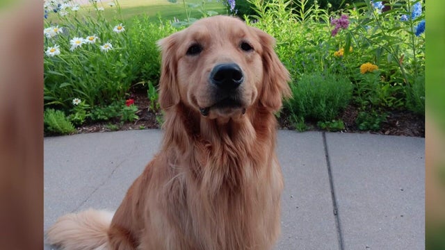 10p-pkg-gilbert-the-dog-wcco852e.jpg 