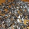 Man caught with 150 live venomous scorpions at airport