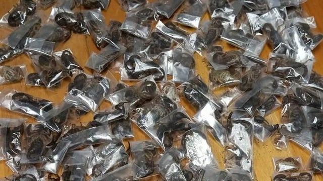 scorptions-hkrpvfbxoaag60p-1.jpg 