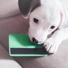 Small puppy dog , jack russell with credit card 