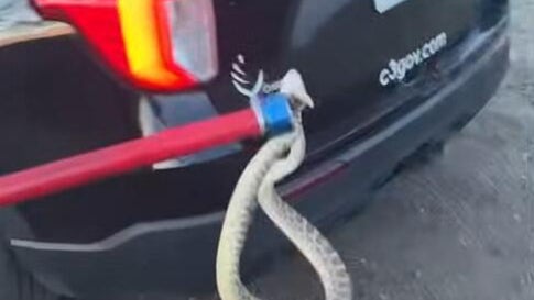 commercecityrattlesnake.jpg 