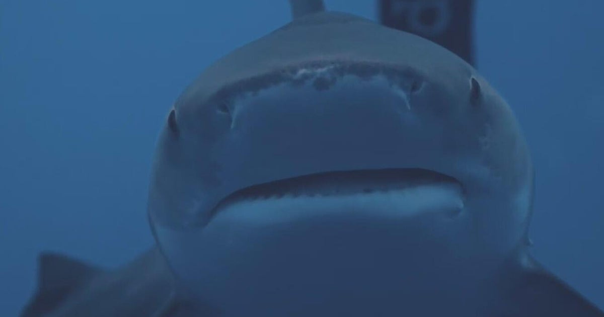 cbsnews.com - Bri  Buckley - South Florida shark diving operators push back against Florida Safe Seas Act: 'There's a huge double standard here'