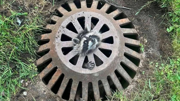 racoon-slider.jpg