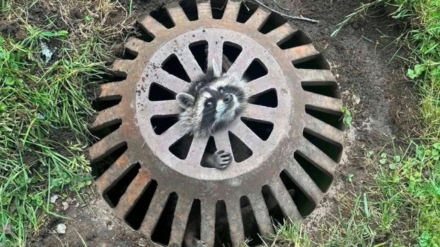 racoon-slider.jpg 