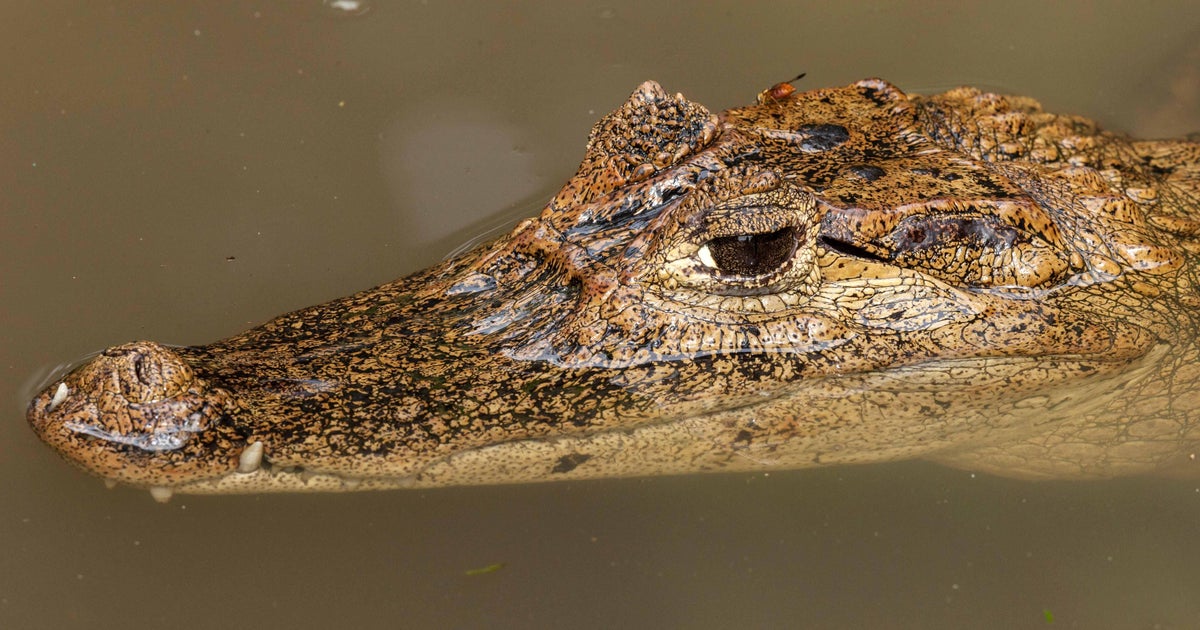 Invasive caimans expanding across South Florida, researchers say