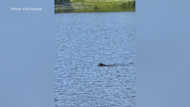kdka-north-park-bear.png 