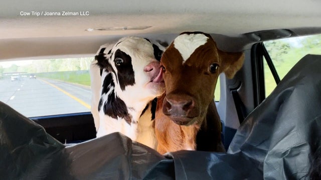 cowtrip.jpg 