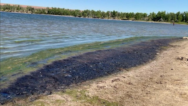 algae.jpg 