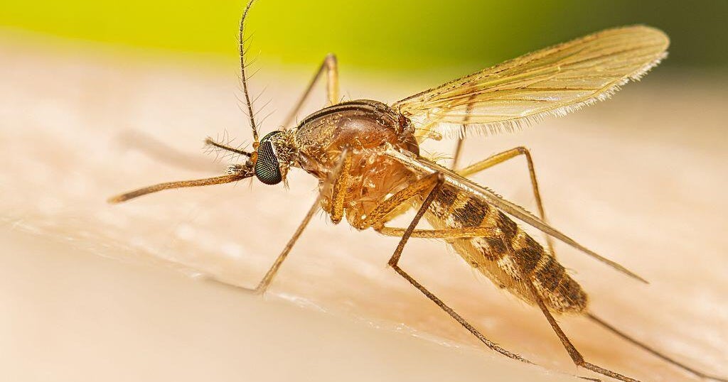 Stanislaus County confirms 1st human case of West Nile Virus in 2026