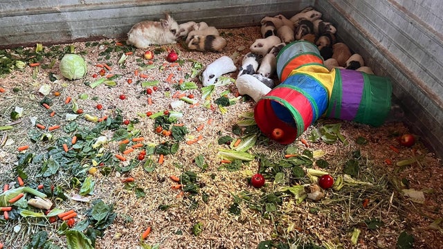 guinea-pigs-rescued.jpg 
