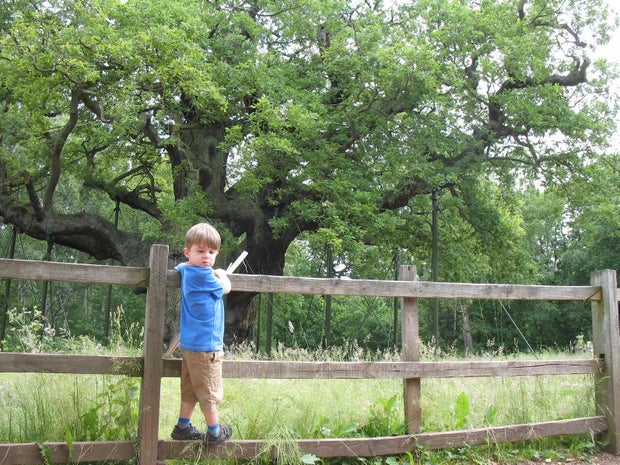 robin-hood-oak.jpg