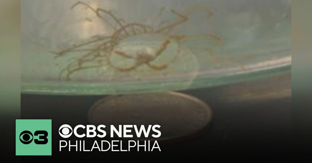 Clinging jellyfish known for their painful stings spotted in New Jersey, state says