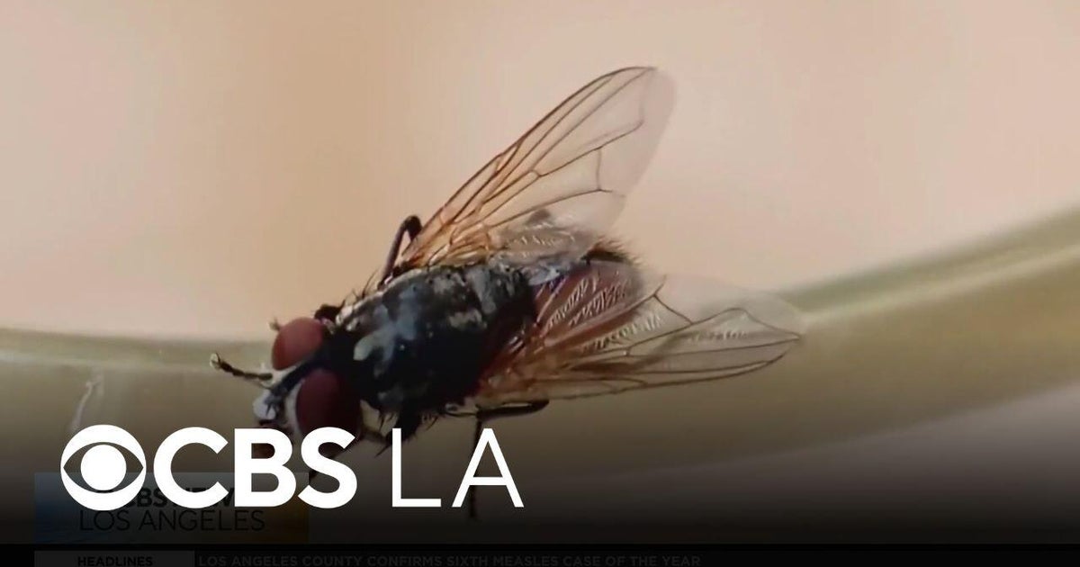Scientists are on the lookout for the New World screwworm fly