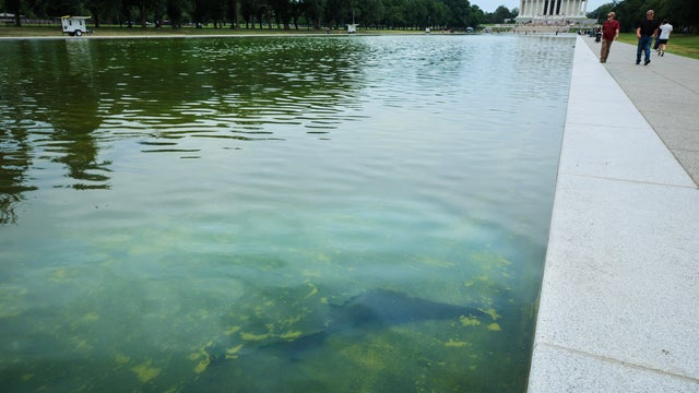 Blue Paint Begins To Peel Off Lincoln Memorial Reflecting Pool 