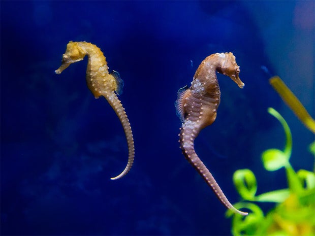 seahorses-b-birch-aquarium.jpg