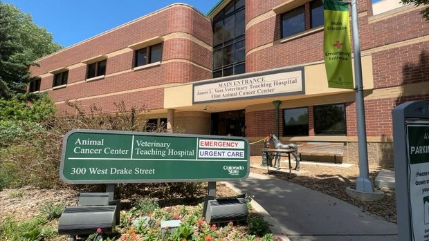 csu.jpg