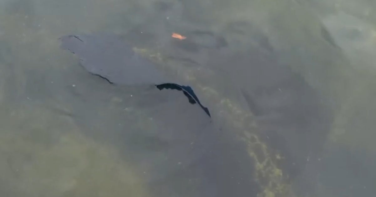 Peeled paint appears in Lincoln Memorial Reflecting Pool after algae bloom