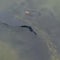Peeled paint appears in Lincoln Memorial Reflecting Pool after algae bloom